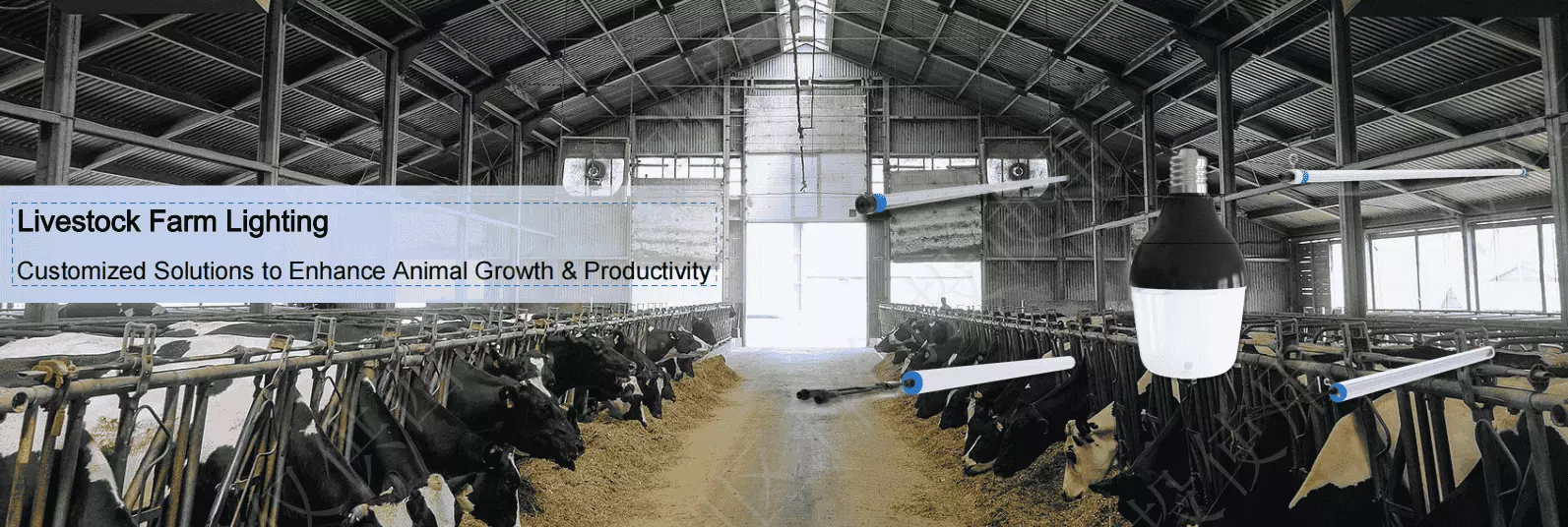 Rendimiento superior antisulfuración y anticorrosión, lo que garantiza un funcionamiento estable y duradero en entornos de graneros hostiles.

Fabricado con materiales ecológicos y duraderos, libres de mercurio, radiación UV e IR.

Larga vida útil y cero mantenimiento, cubierto por una garantía completa del sistema de 8 años.